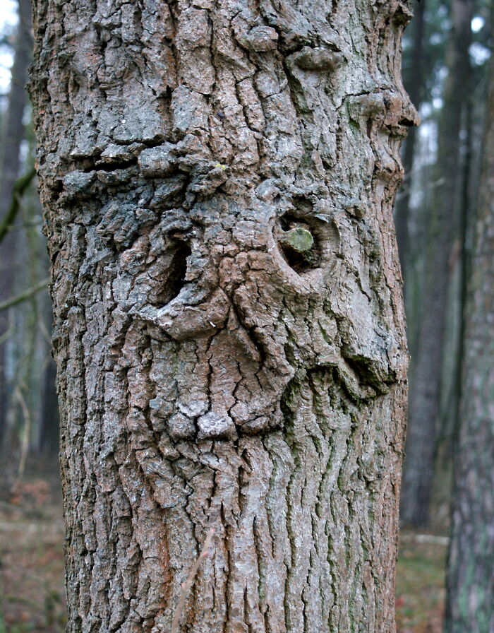 I Felt Watched By A Tree