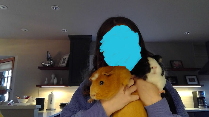 These Are My Bff's Guinea Pigs Pumpkin And Poptart, And Soon They Might Be Mine