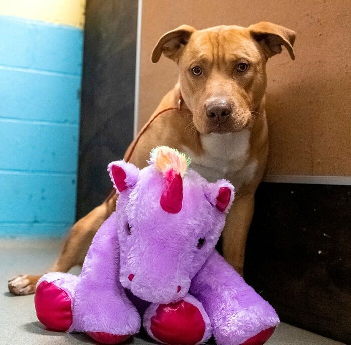 A Stray Dog Who Kept Trying To Steal A Purple Unicorn From A Store Gets A Toy And A Forever Home