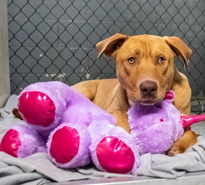 A Stray Dog Who Kept Trying To Steal A Purple Unicorn From A Store Gets A Toy And A Forever Home