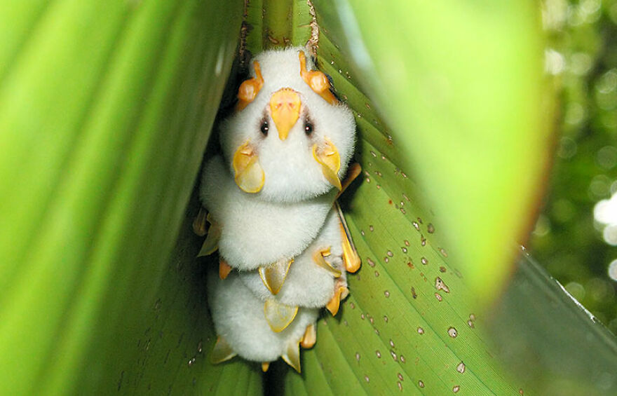 Bats Are Incredibly Misunderstood, So Here Are 13 Of The Cutest Bat Species And Facts About Them Bats Are Incredibly Misunderstood, So Here Are 13 Of The Cutest Bat Species And Facts About Them