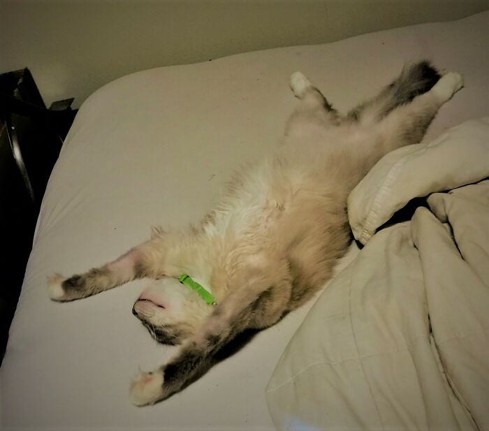 My Kitty (Who Has No Shame) Fast Asleep And Dreaming Of Yummy Tuna