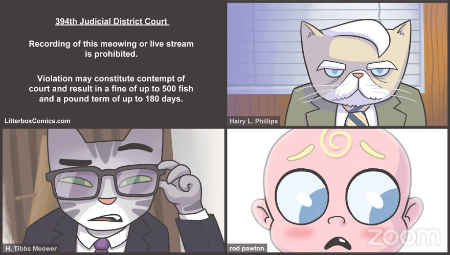 Zoom Cat Lawyer