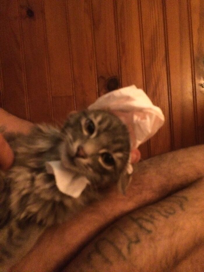 My Cat The First Daywe Get Him. He Was Plaaying With Pepertoilet. So We Played With Both. Only His Dignity Suffred.