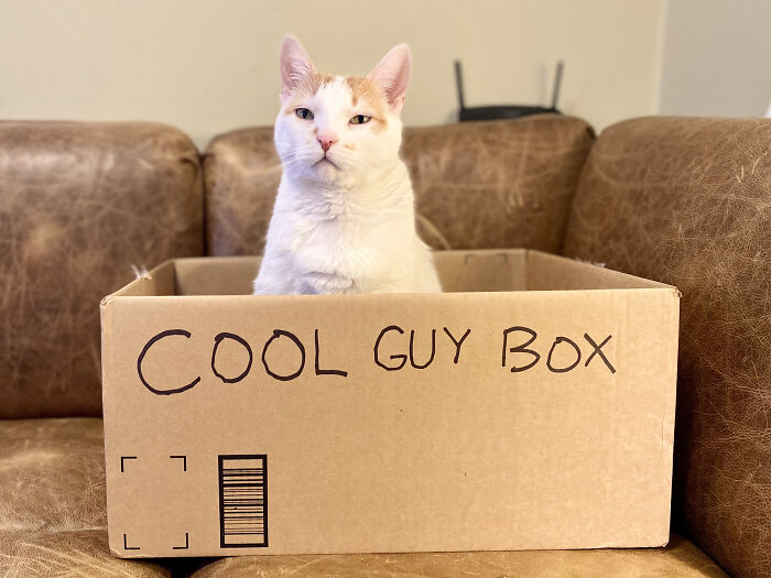 Cool Guy Box