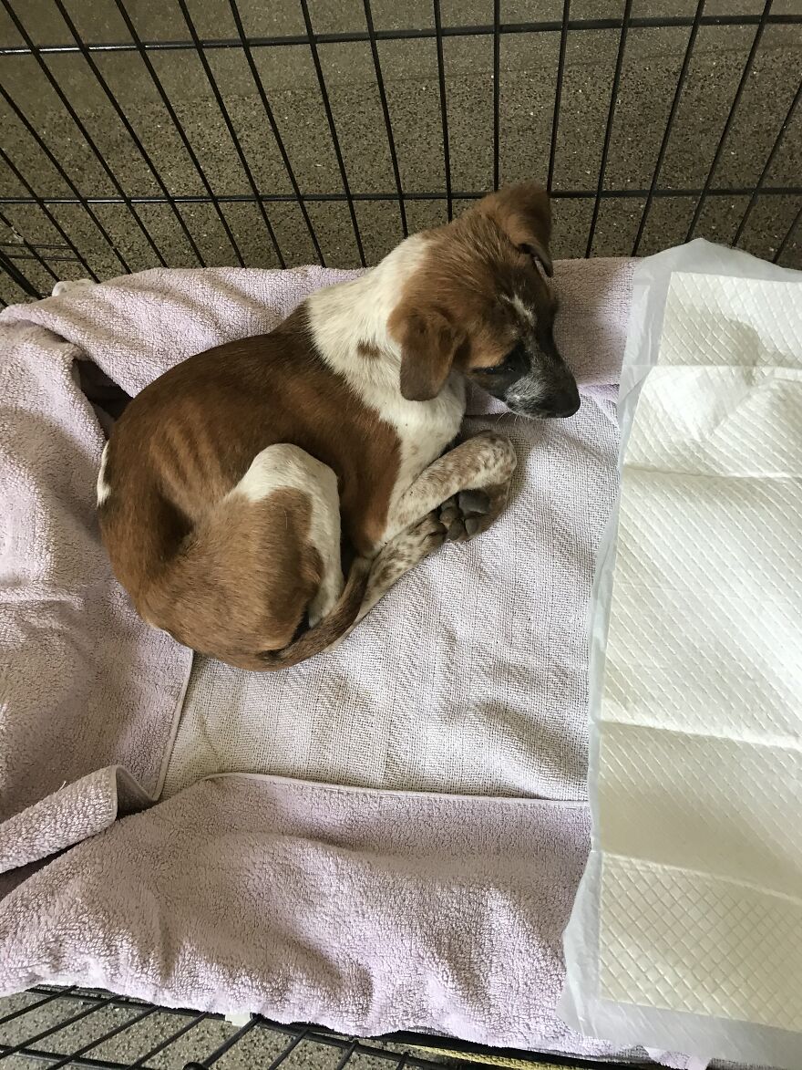 I'm Making A Fundraiser For Treatment For 4 Sweet Puppies