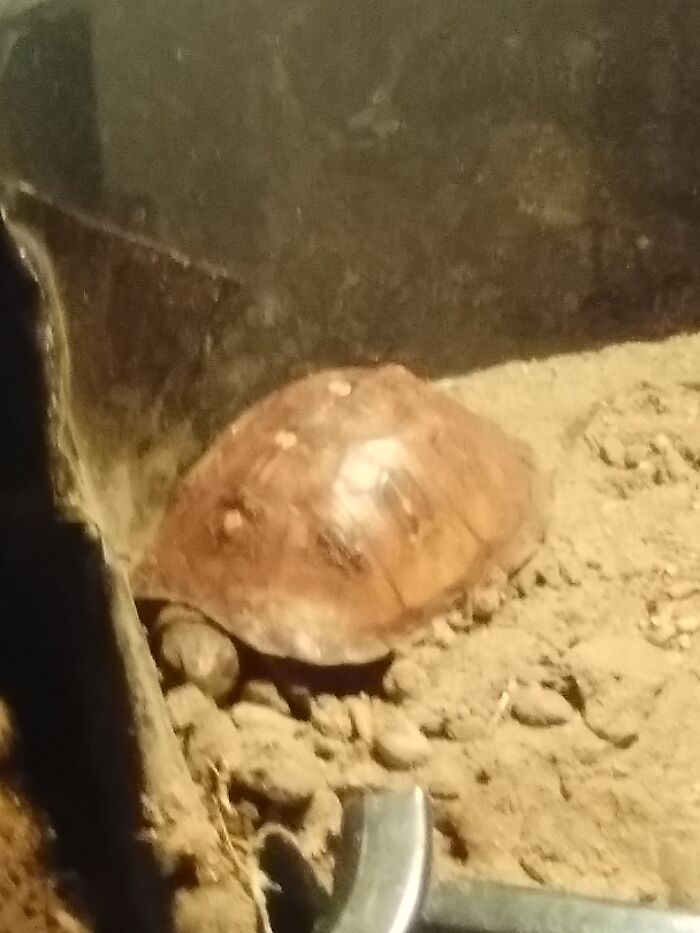 Do Turtles Count?