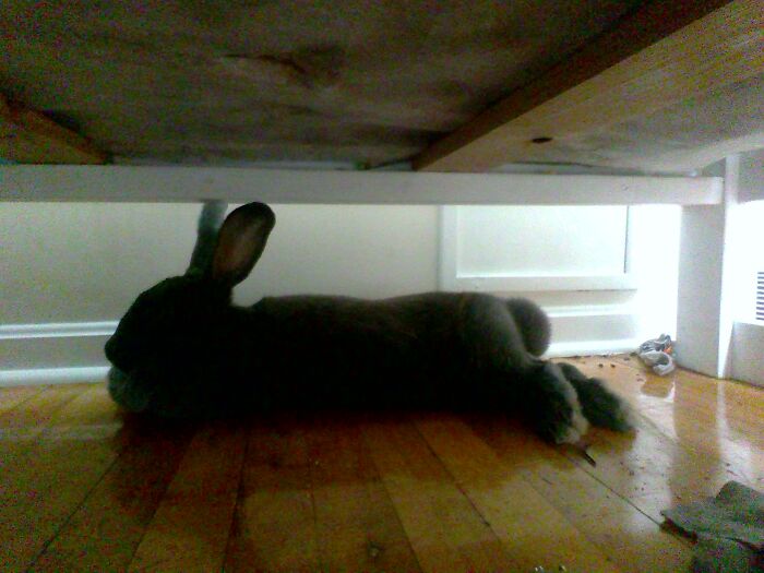 My Bun Bun Under The Bed.....