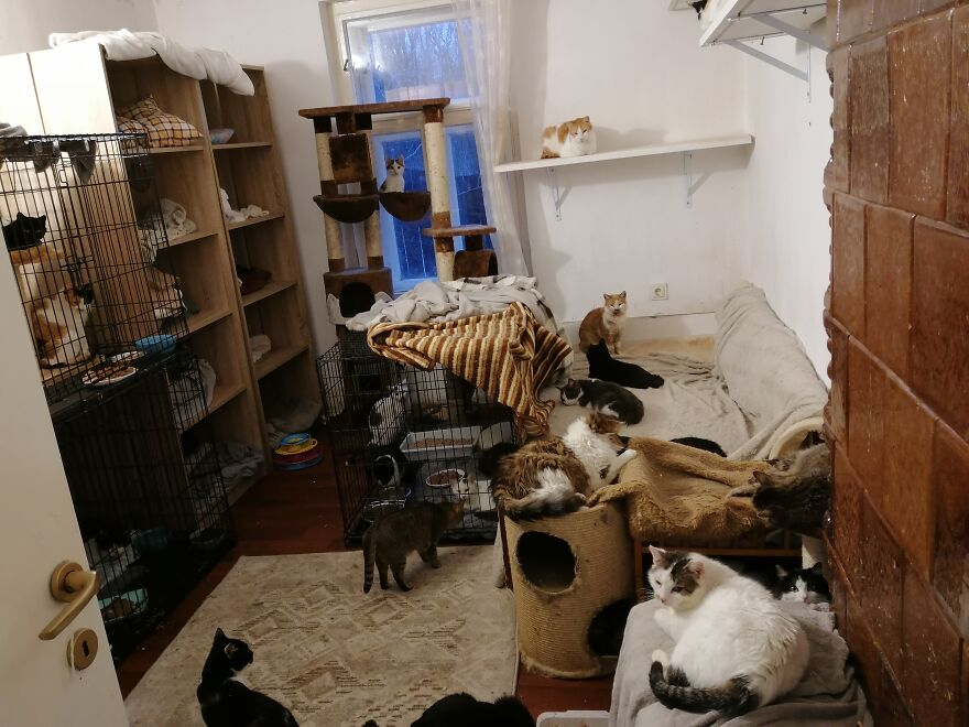 We Are A Small Cat Rescue Shelter, And Here's An Update On Our 200 Cat House