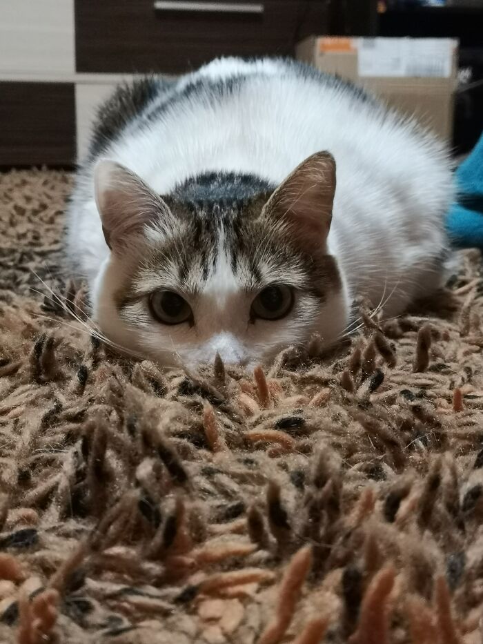 I Am One With The Carpet. You Do Not See Me