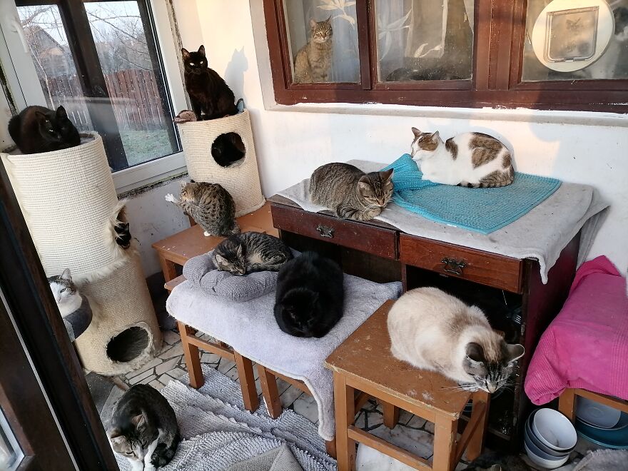 We Are A Small Cat Rescue Shelter, And Here's An Update On Our 200 Cat House