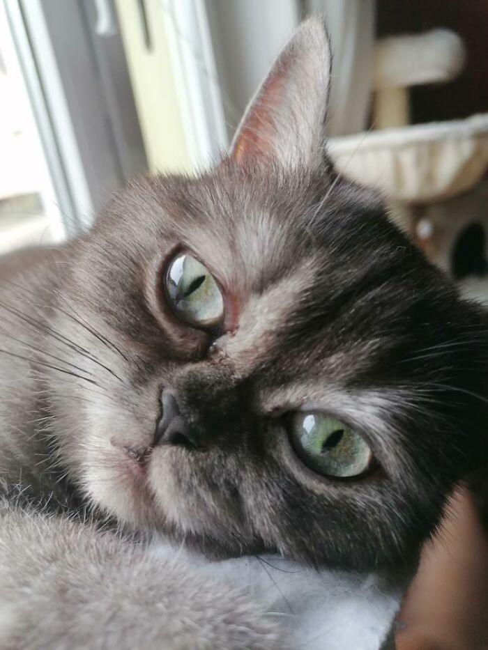 Woman Adopts A Cat That Was Ignored At The Shelter Because Of Her 'Ugly' Looks