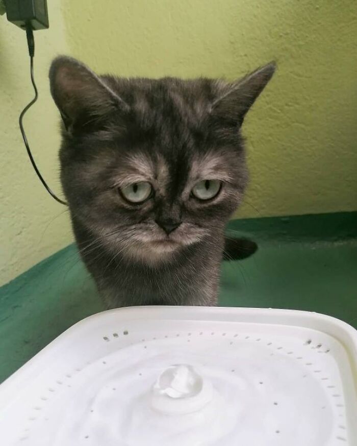 Woman Adopts A Cat That Was Ignored At The Shelter Because Of Her 'Ugly' Looks