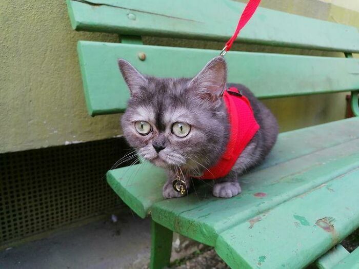 Esta mujer adoptó a una gata que fue ignorada en el refugio por su aspecto "feo"