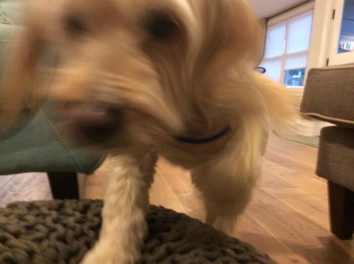 Me: Takes Out Camera. My Dog: Eat It.