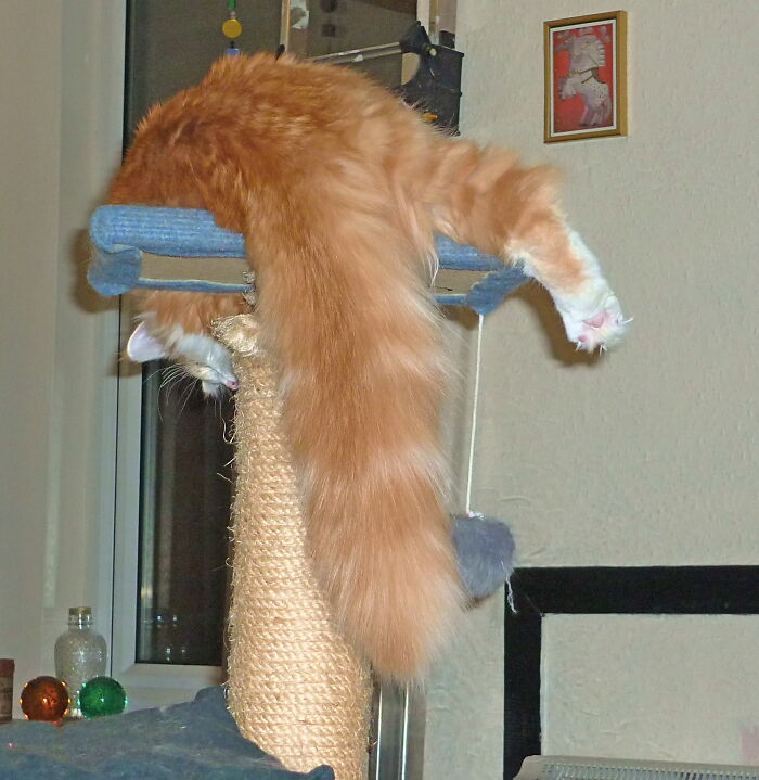 And Here We See The Majestic Norwegian Forest Cat. A Breed Of Beauty And Dignity.