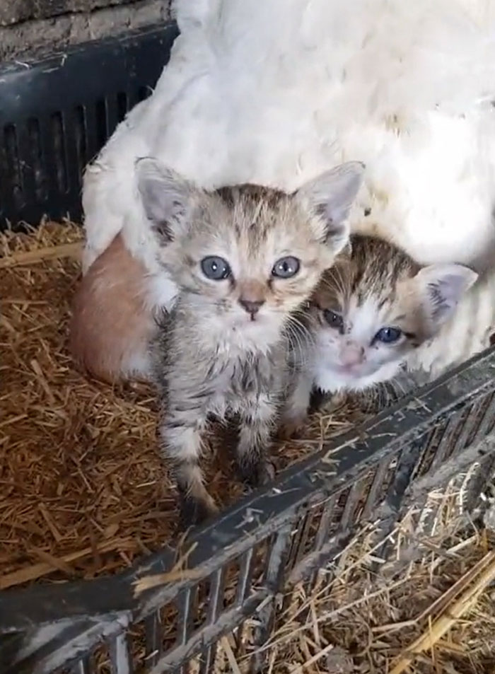 A Guy Finds His Chicken Taking Care Of Three Orphaned Kittens And Captures It In A Viral Video