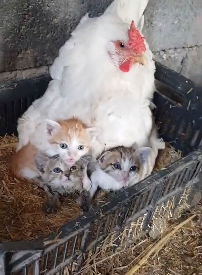 A Guy Finds His Chicken Taking Care Of Three Orphaned Kittens And Captures It In A Viral Video
