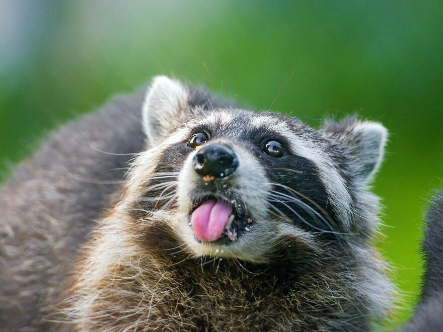 Raccoon Lover