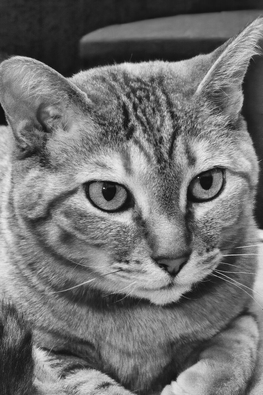 There Aren't Enough Black And White Photographs Of Cats, Nor Can There Be, So Here Are Mine