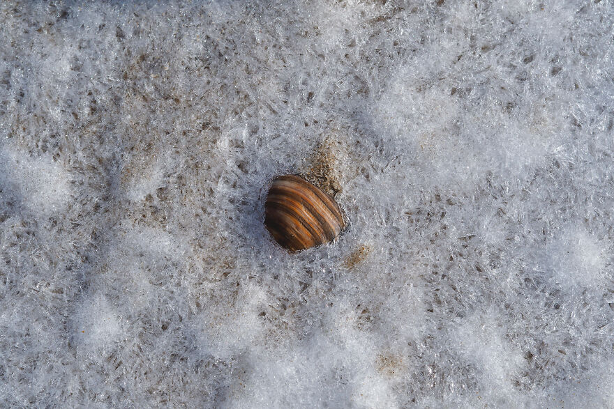 Seashell In Ice