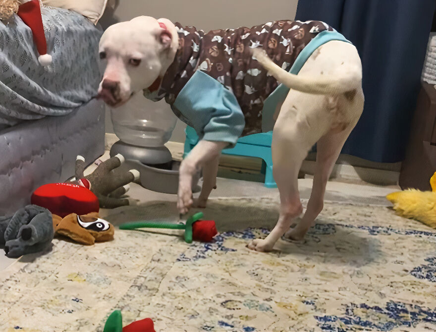 This Underweight Pit Bull Was Found In An Abandoned Apartment, But Her Fortune Has Turned, And Now She's Safe