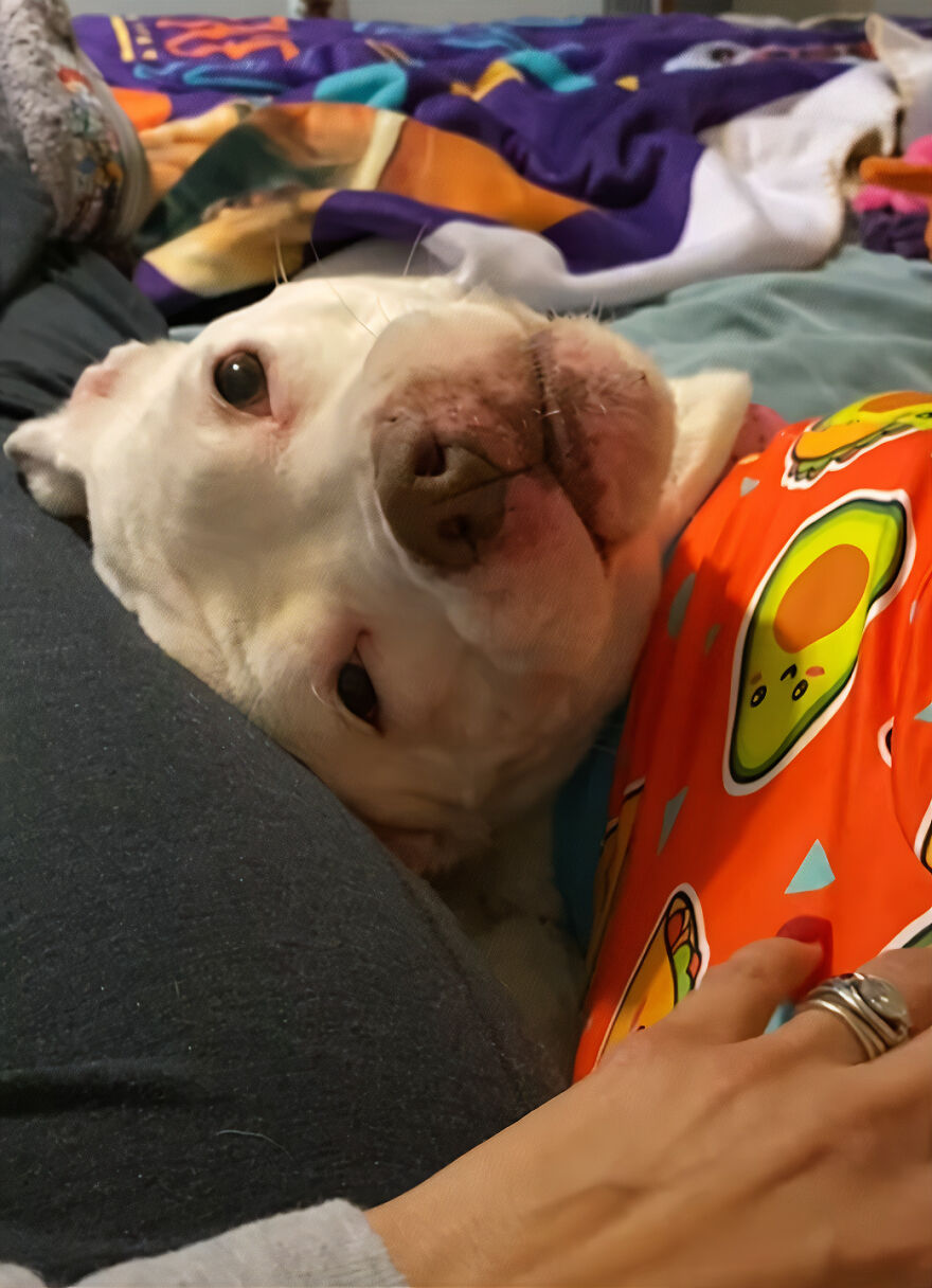 This Underweight Pit Bull Was Found In An Abandoned Apartment, But Her Fortune Has Turned, And Now She's Safe