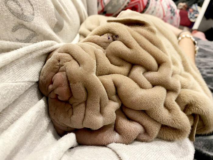 Blanket-Dog-Shar-Pei-Wrinkles-Harvey-Thesharpei
