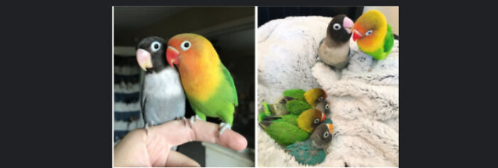 Kiwi And His GF, Along With Their Kids