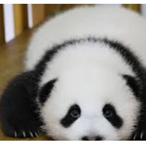 pandas are mine and ross lynch