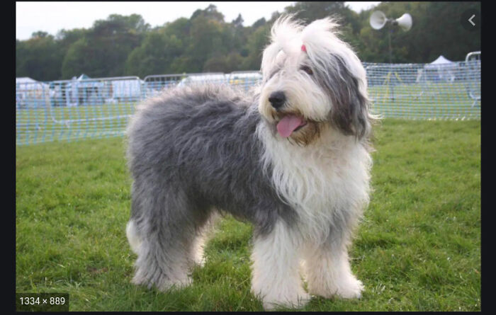 I've Always Wanted An Old English Sheepdog They Are So Fluffyyyyyyyy