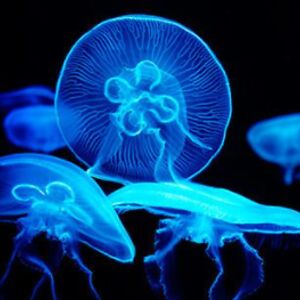 The Cerulean Jellyfish