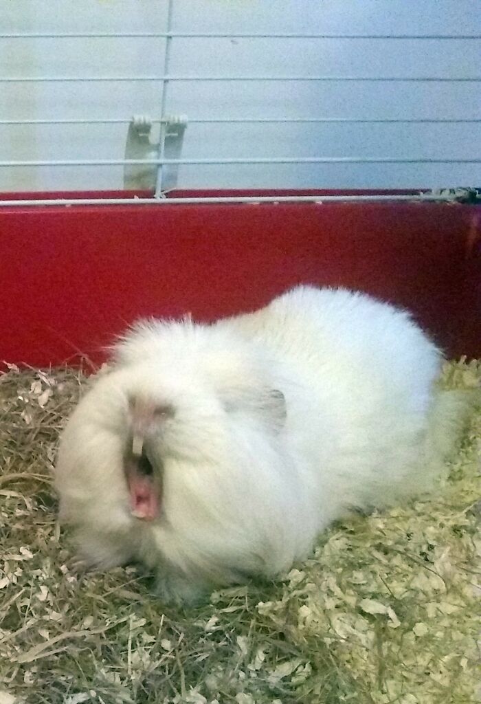 Yawning Fluffy