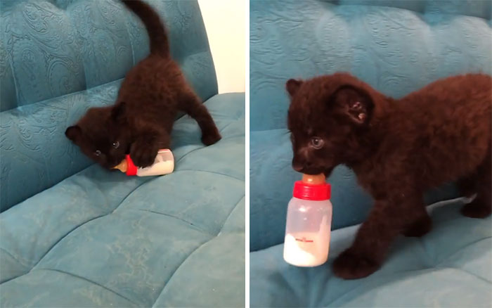abandoned panther taking milk