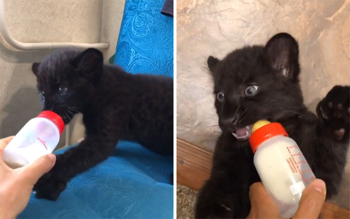 abandoned panther feeded milk