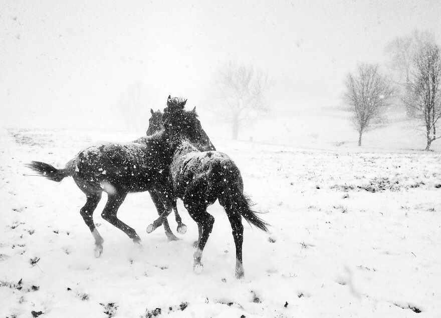 Black & White, 1st Place: Horse Play By Alessandra Manzotti