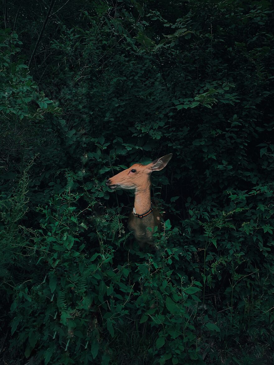 Nature & Wildlife, 1st Place: Jian Cui, Deer Hidden In The Forest