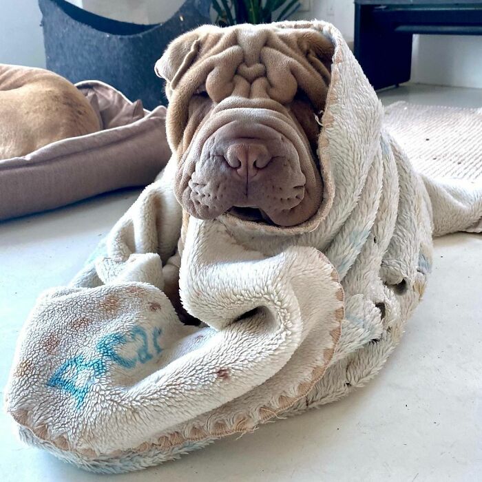 Blanket-Dog-Shar-Pei-Wrinkles-Harvey-Thesharpei
