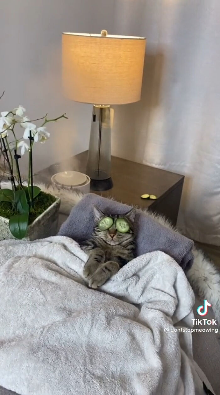 TikTok Of A Cat Having A Spa Day With Owner Goes Viral And Is Watched Over 60 Million Times