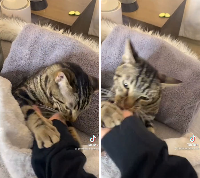 TikTok Of A Cat Having A Spa Day With Owner Goes Viral And Is Watched Over 60 Million Times