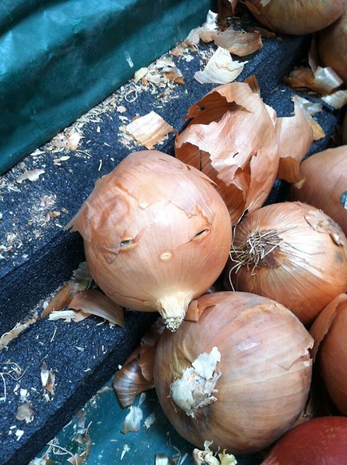 Unamused Onion