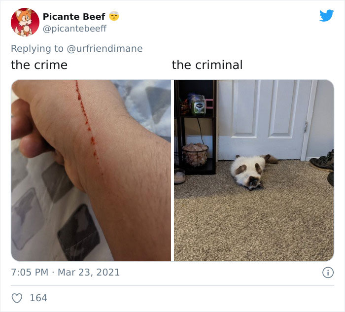 Crime-Criminal-Pets-Crimescene
