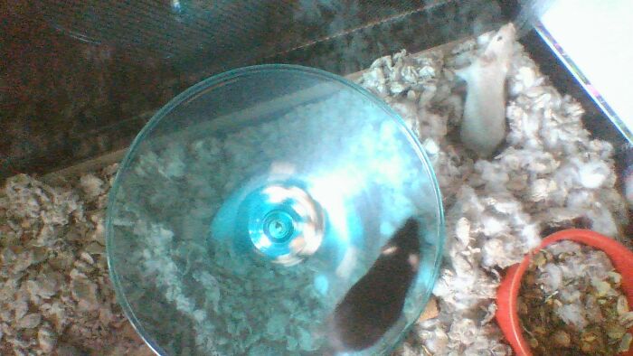 First Picture I Took Of Perla Or Suzy! Mice Grow So Fast. They Were Maybe Two-Three Weeks Old Here!