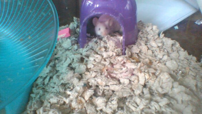 "Good Morning!" -Perla, My Light Silvery-Gray Mouse