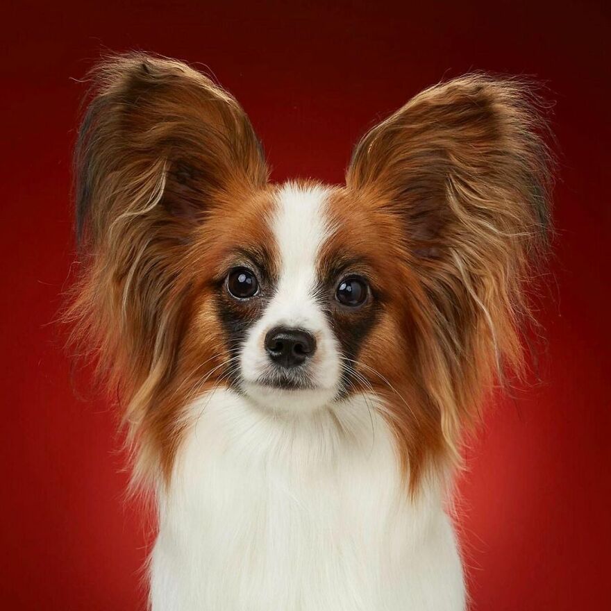 Have You Ever Seen A Real Joker Dog? Meet Baron, The Awesome Papillon Whose Incredible Mask Reminds Us Of The Face Of Gotham’s Most Famous Villains