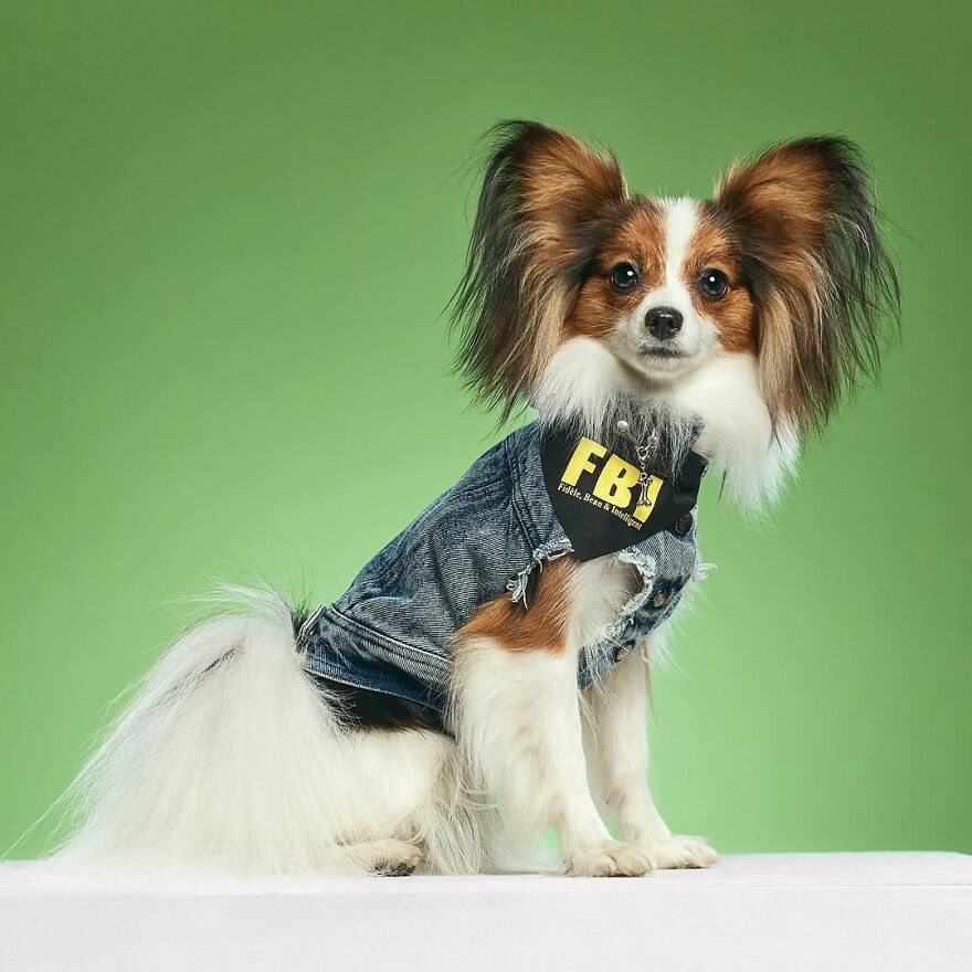 Special Agent Undercover: Yolka, The Papillon