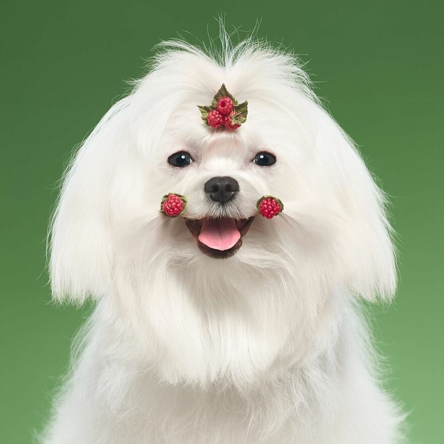 Meet Strawberry, The Adorable Maltese And Her Charming Berry Smile