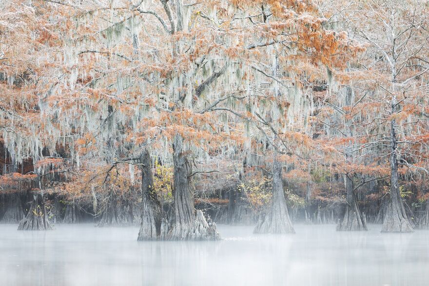 Swamps' Colors
