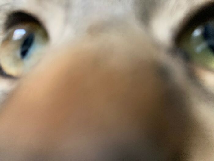 Cat Selfie...