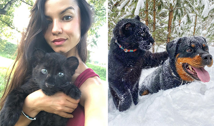 Panther Abandoned By Its Mother Grows Up With A Human And Rottweiler